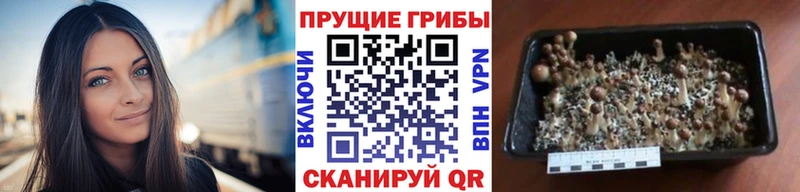 купить закладку  Воркута  Галлюциногенные грибы прущие грибы 